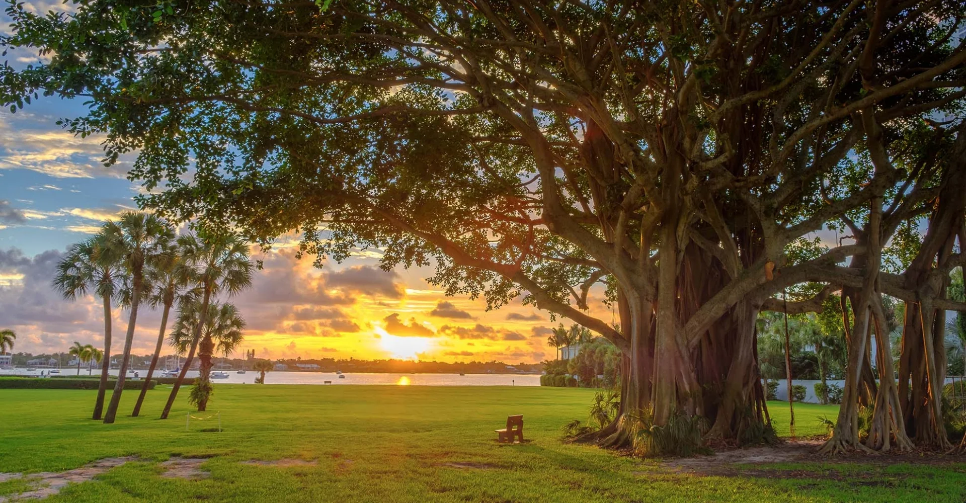 sunset behind large tree of life