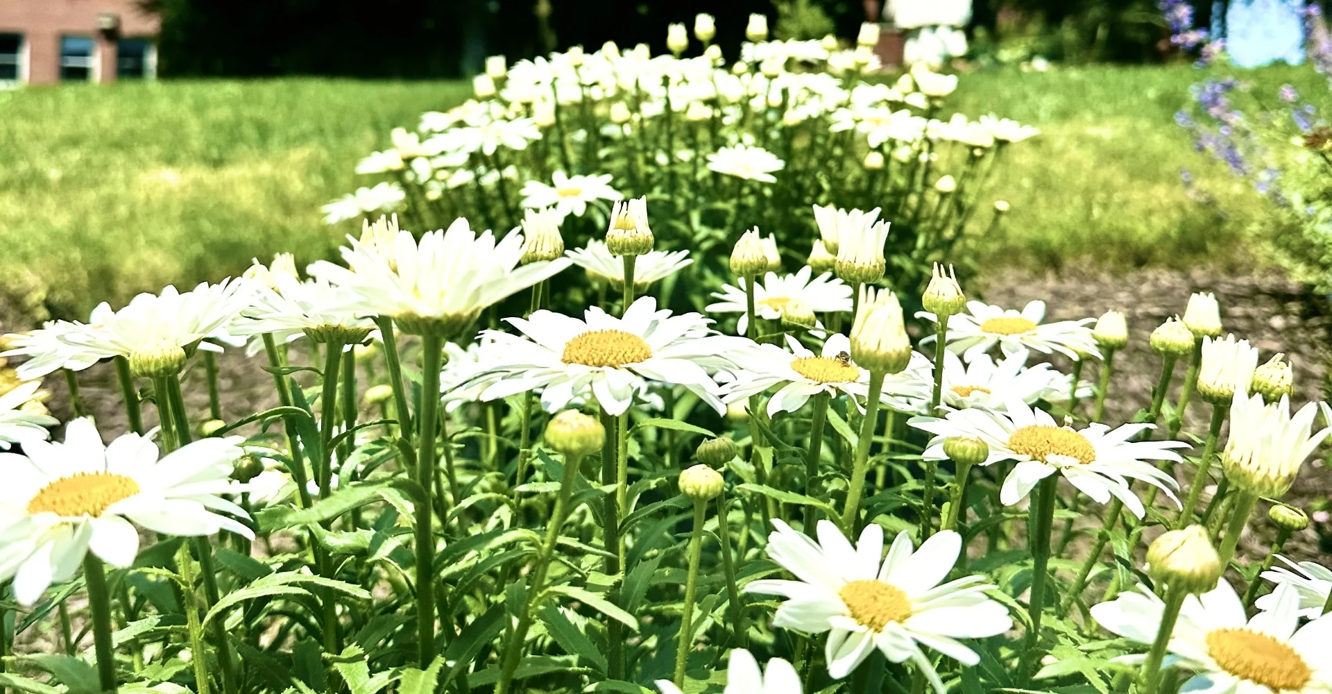 daisies in SPC garden