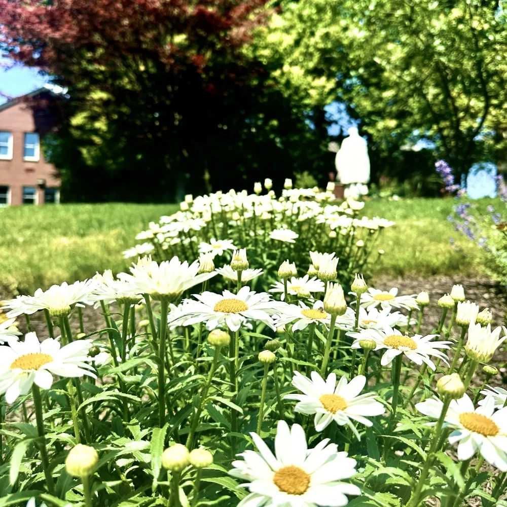 daisies in garden