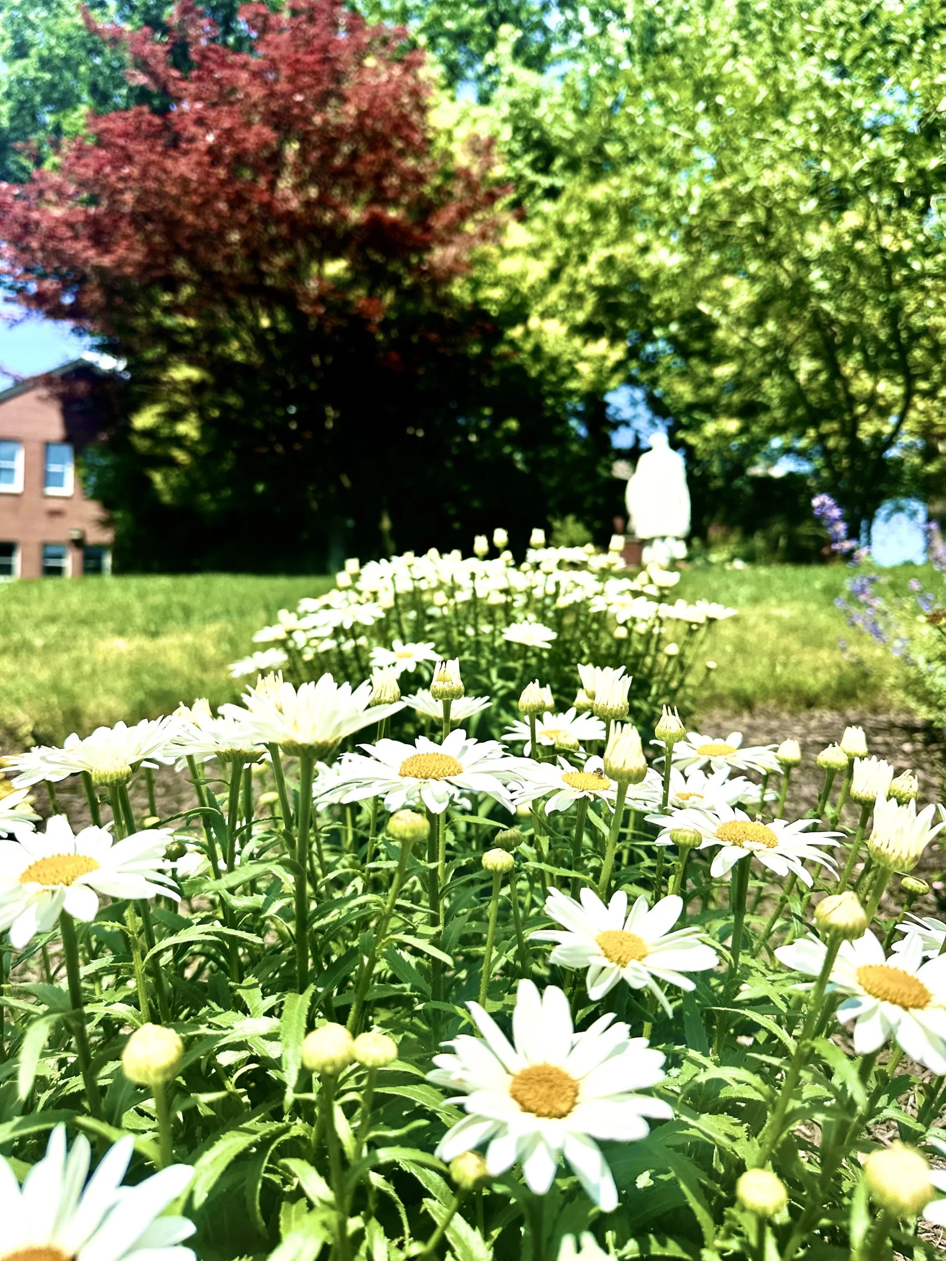 row of white daisies