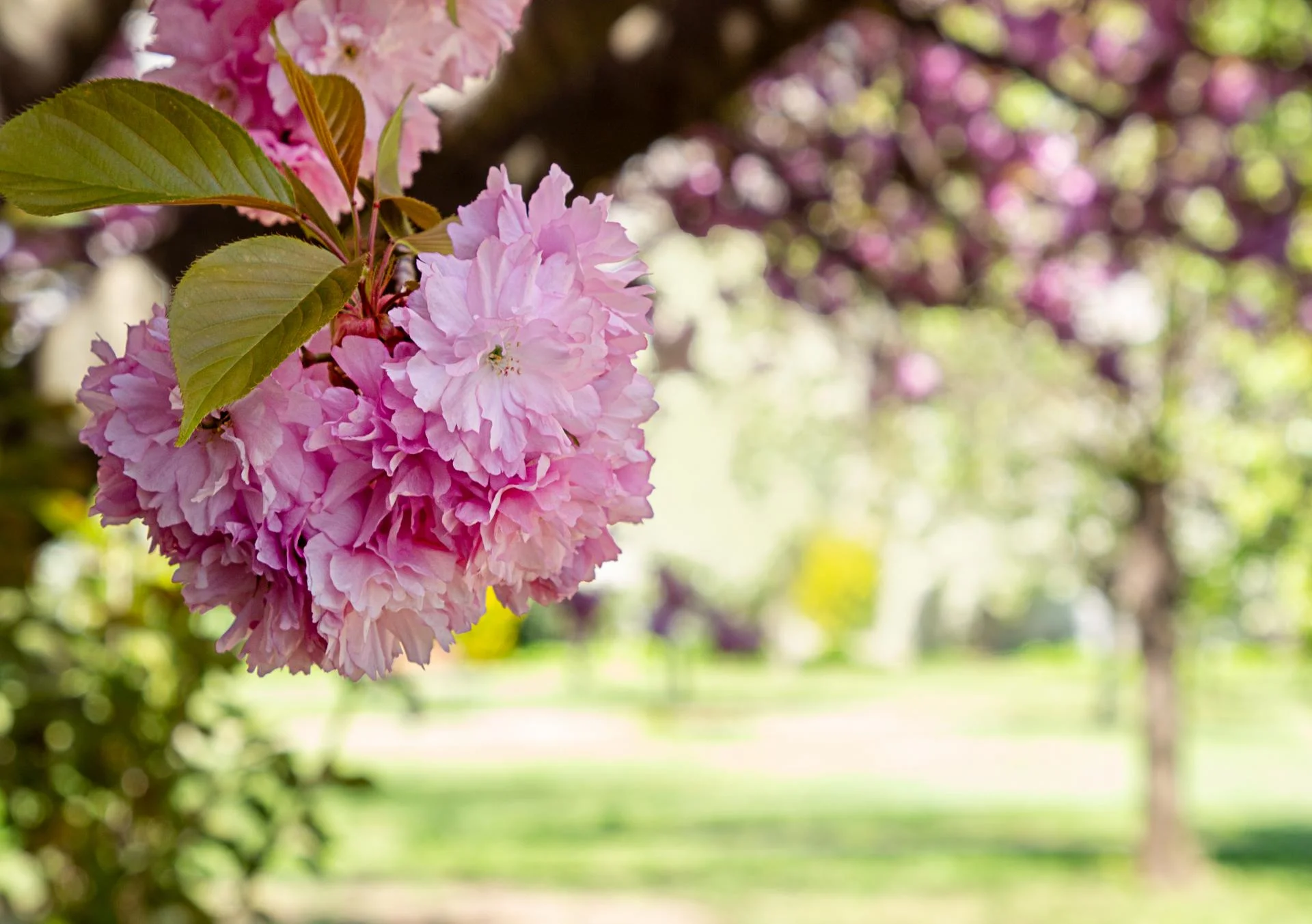 cherry blossoms