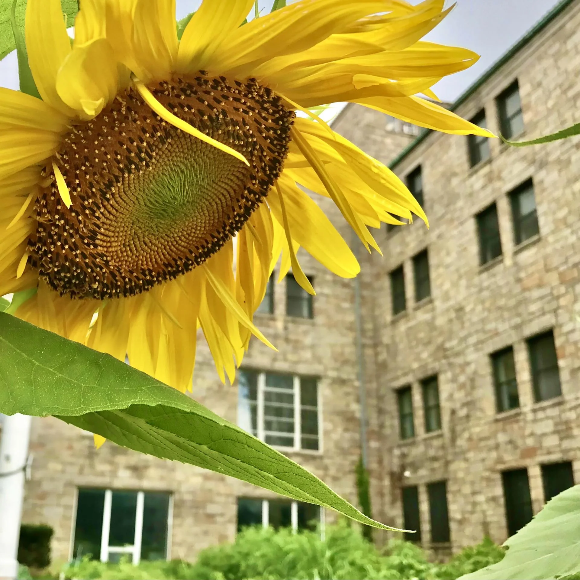 sunflower and building