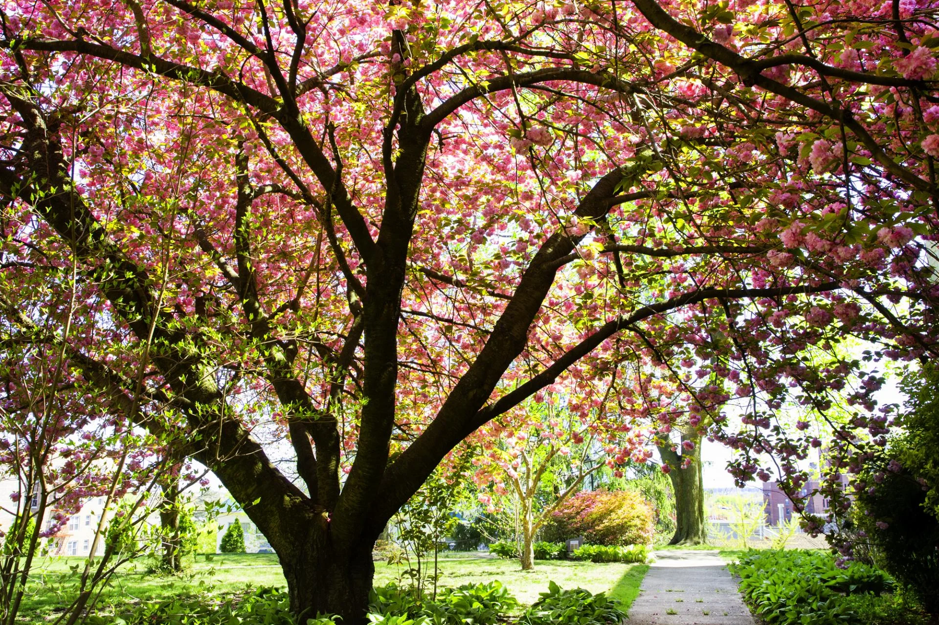 large tree in garden